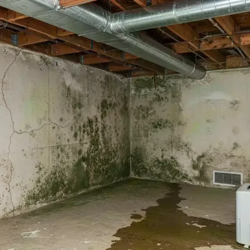 Professional Mold Removal in Leetonia, OH